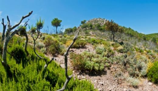 Paesaggio collinare con vegetazione secca e arbusti sotto un cielo blu limpido.